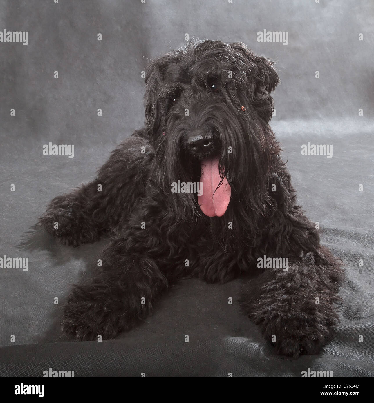 Black Russian Terrier (BRT or Stalin's dog) on black background Stock Photo