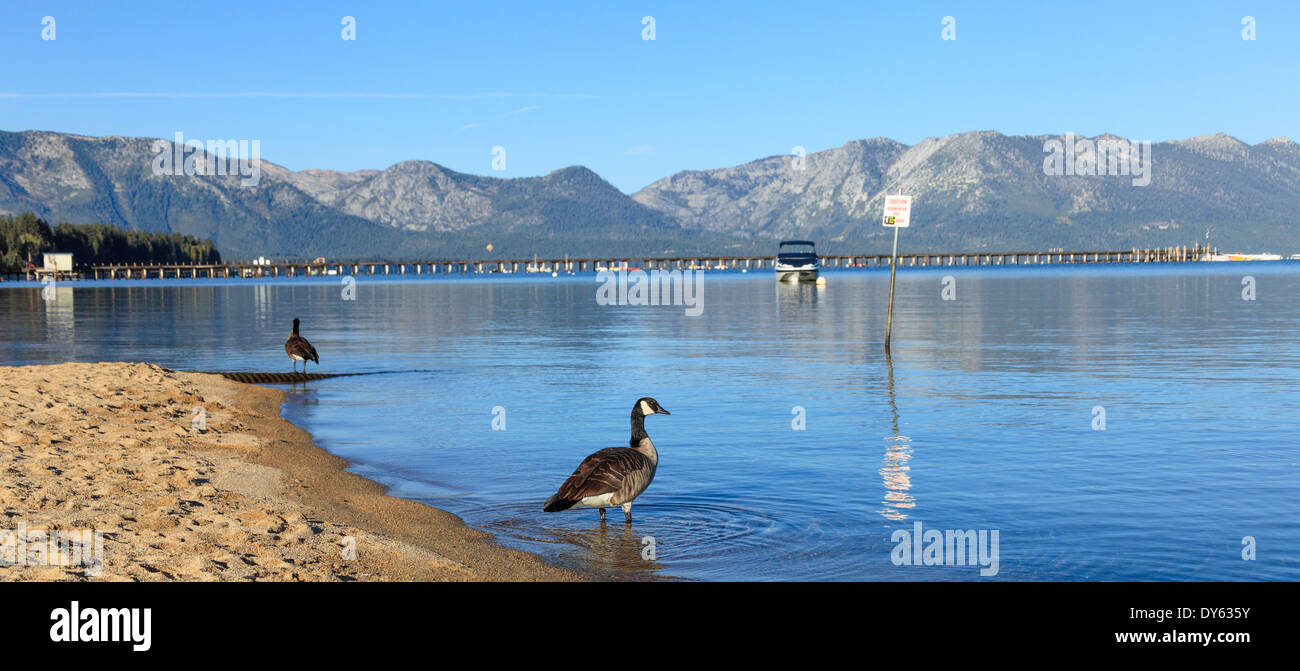 Canada geese at Lake Tahoe Stock Photo