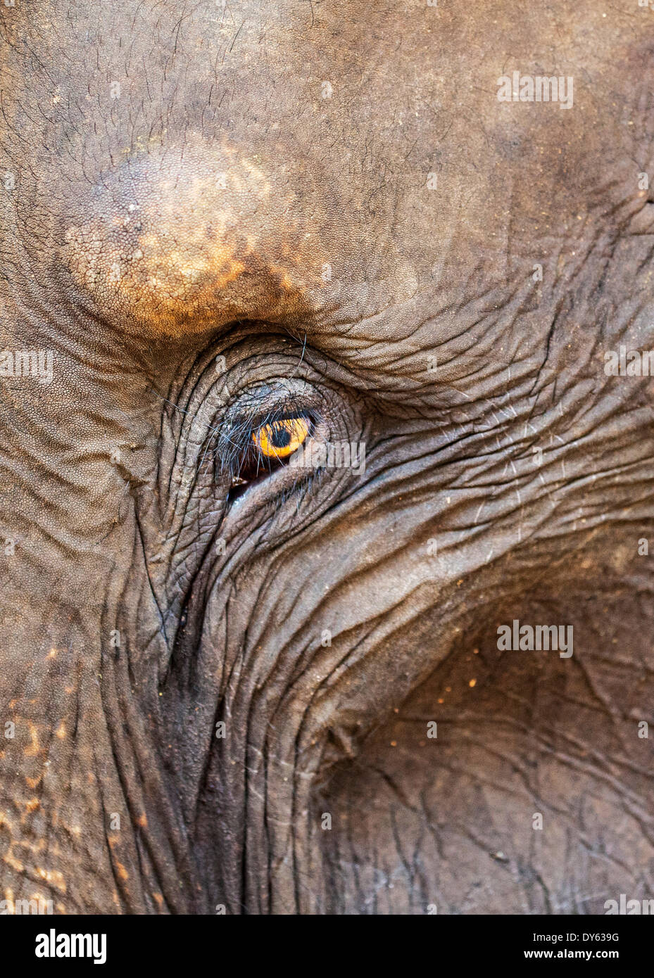 Close up of a adult elephant's (Elephantidae) eye and crinkled skin, Pinnewala Elephant Orphanage, Sri Lanka, Asia Stock Photo