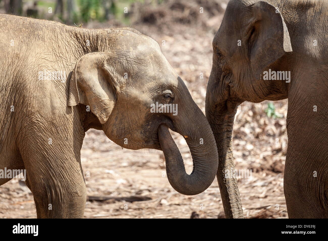 Juvenile elephants (Elephantidae) playing with their trunks, Pinnewala ...