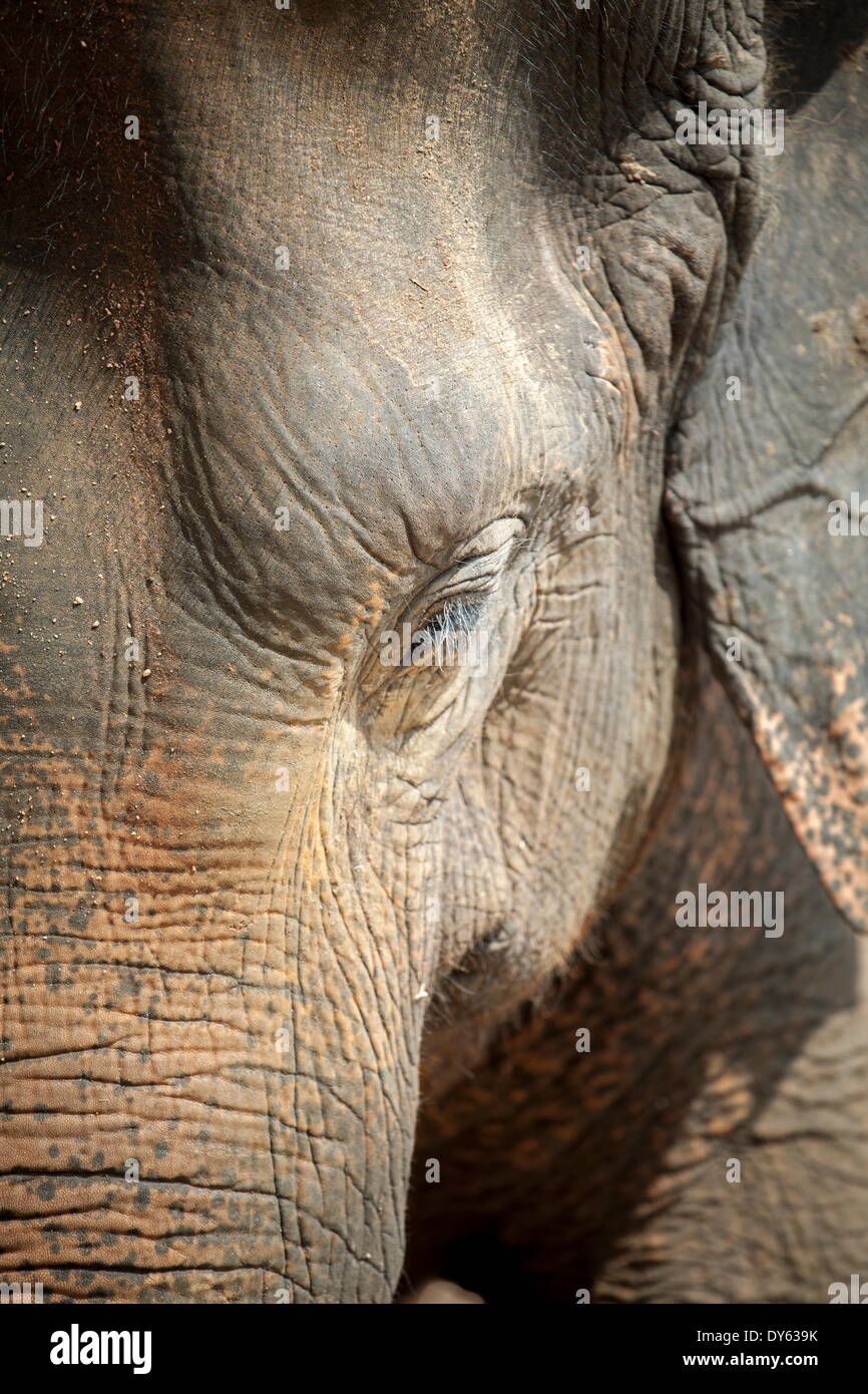Close up of a adult elephant's (Elephantidae) head and crinkled skin, Pinnewala Elephant Orphanage, Sri Lanka, Asia Stock Photo