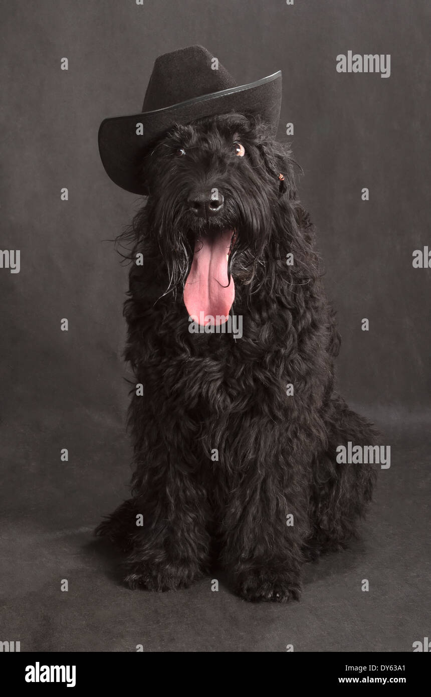 Black Russian Terrier (BRT or Stalin's dog) on black background Stock Photo