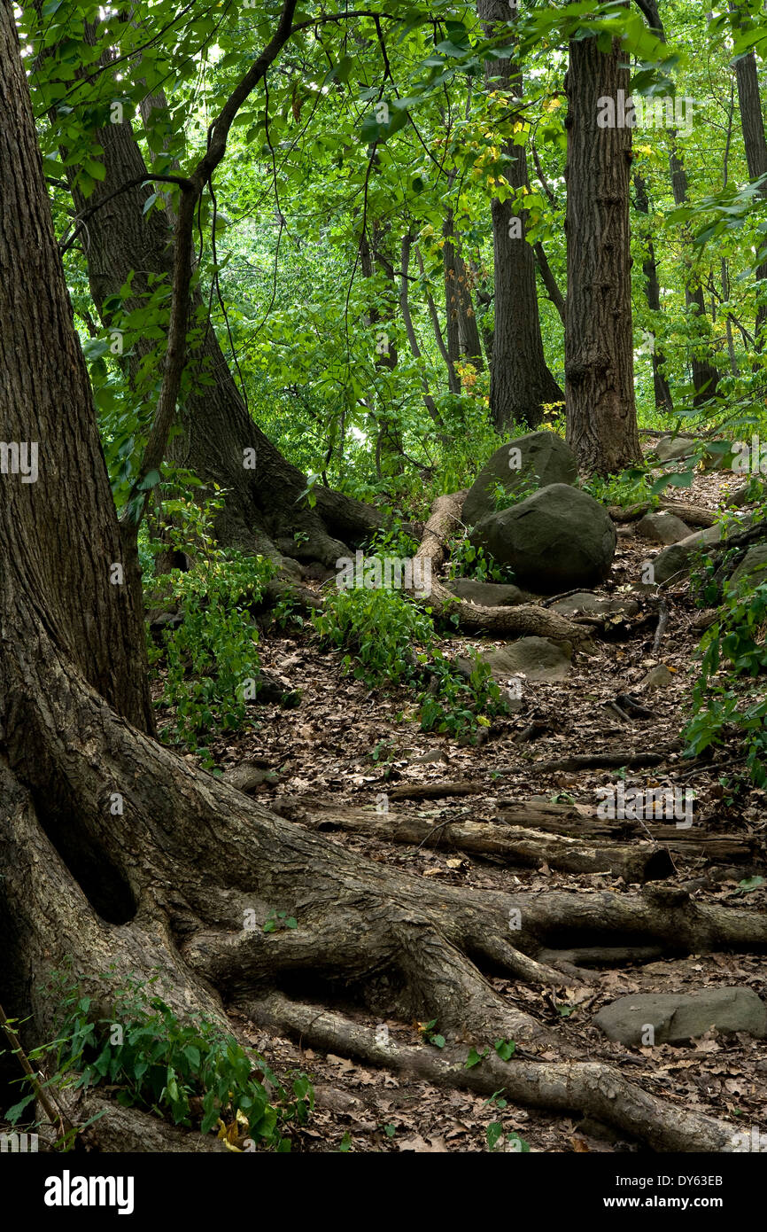 Inwood Hill Park, Manhattan, New York City, New York, North America ...