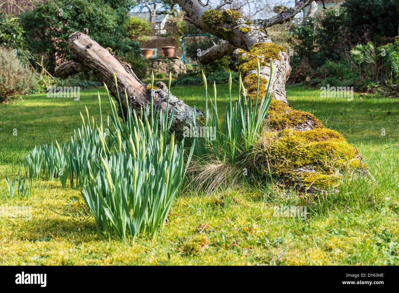 Daffodils growing in garden under old apple tree in spring. Third of