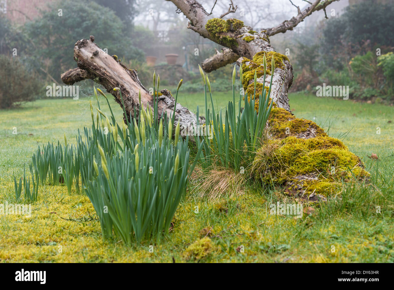 Growing under tree hires stock photography and images Alamy
