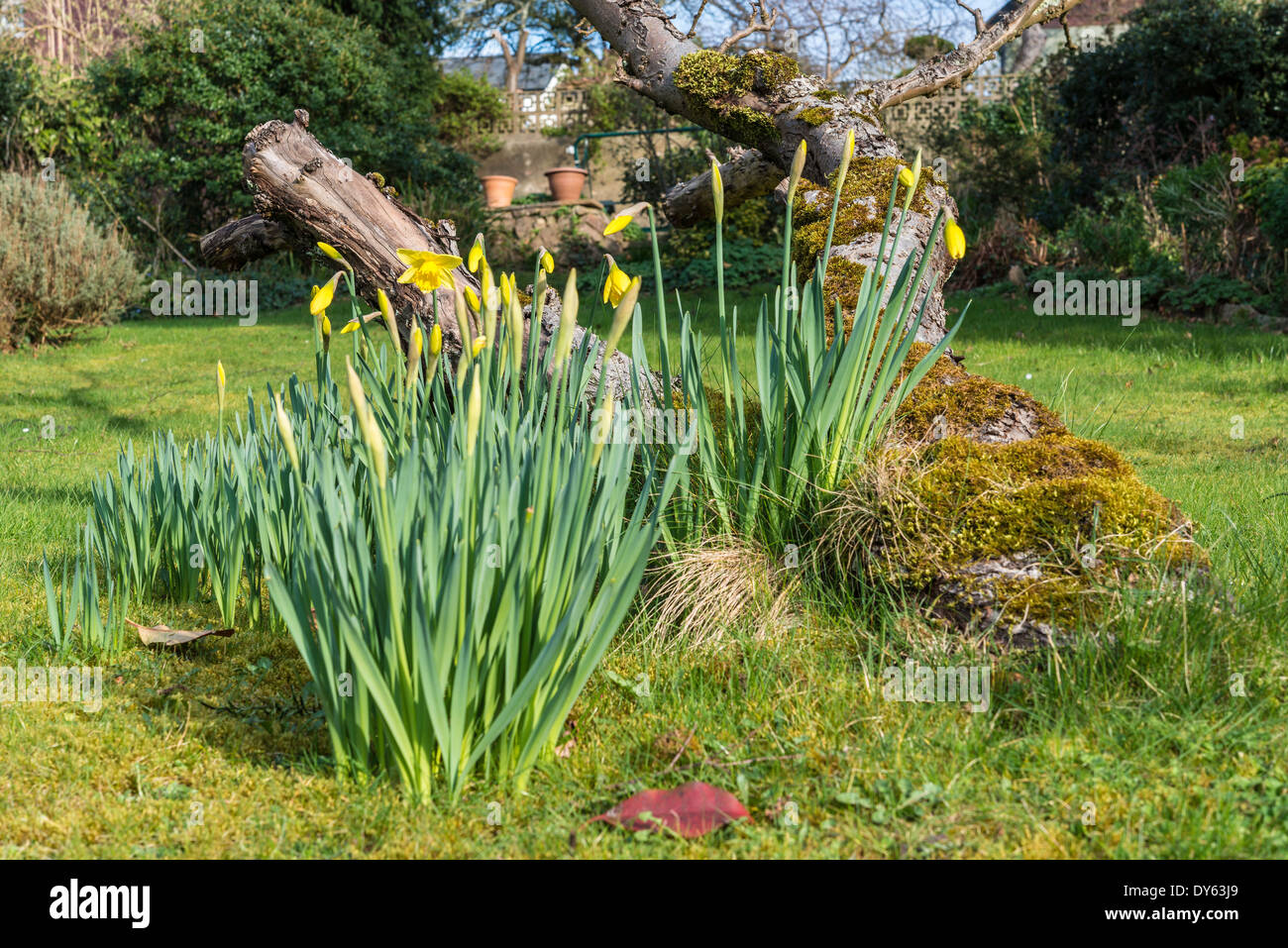 Daffodils growing in garden under old apple tree in spring. Fifth of