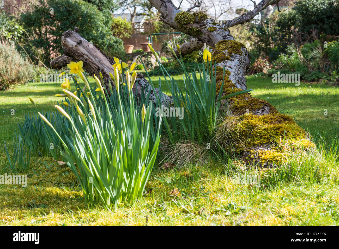 Growing under tree hires stock photography and images Alamy
