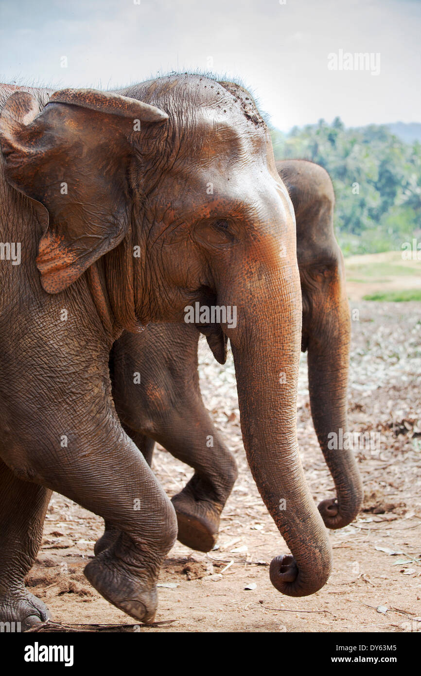 Adult elephants (Elephantidae) at the Pinnewala Elephant Orphanage, Sri Lanka, Asia Stock Photo