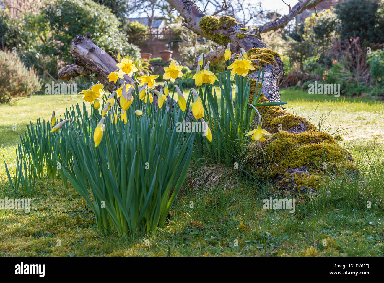 Daffodils growing in garden under old apple tree in spring. Eighth of