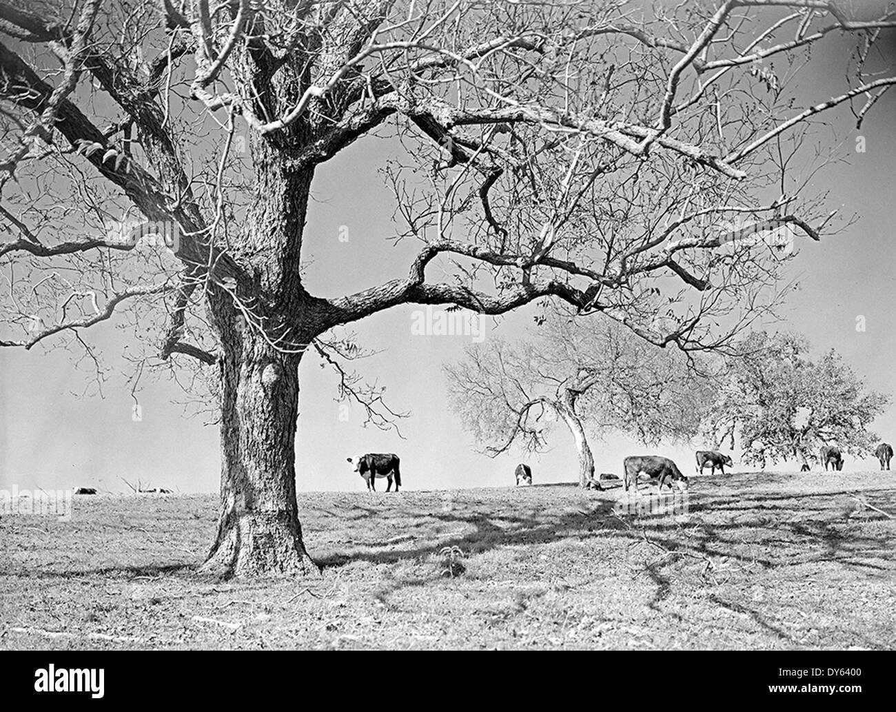 Herefordcattle hires stock photography and images Alamy