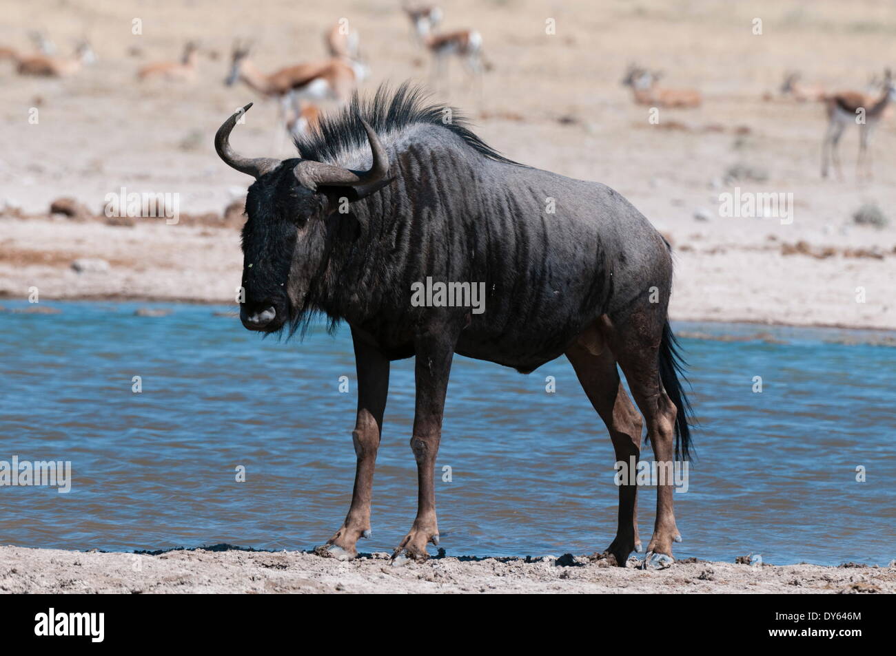 Blue wildebeest (Connochaetes taurinus), Nxai Pan National Park, Botswana, Africa Stock Photo