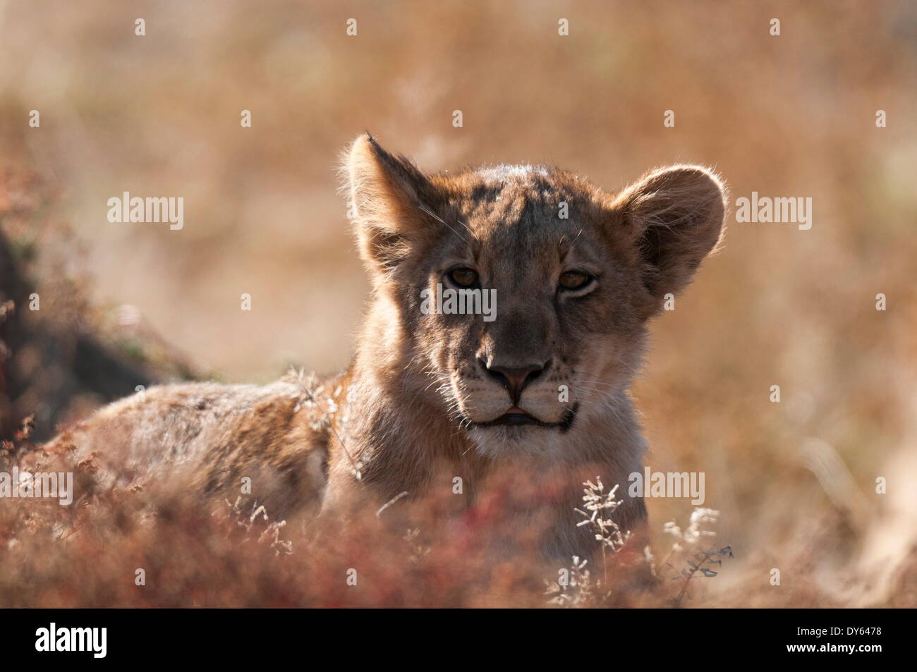 Lion (Panthera leo), Mashatu Game Reserve, Botswana, Africa Stock Photo