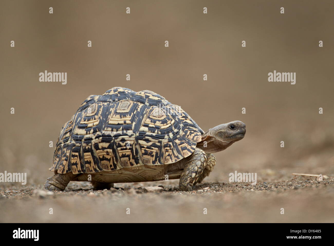 Leopard Tortoise (Geochelone pardalis), Kruger National Park, South Africa, Africa Stock Photo