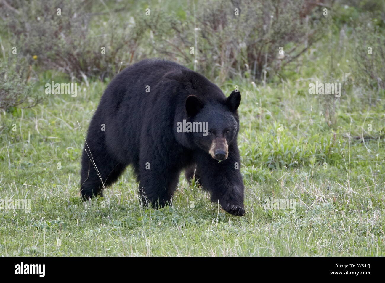 Black Bear (Ursus americanus), Yellowstone National Park, Wyoming, United States of America, North America Stock Photo