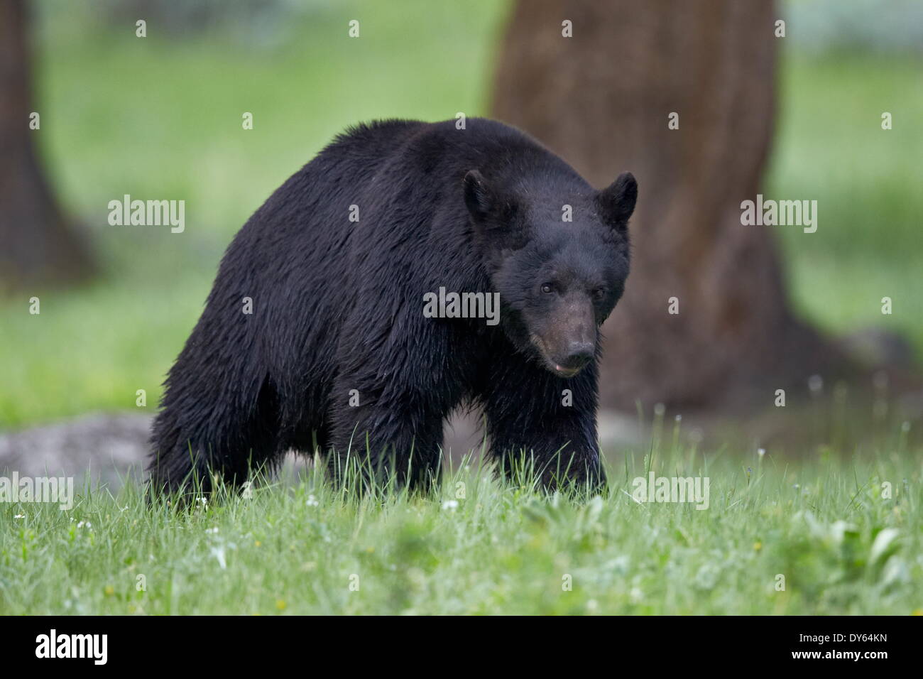 Black Bear (Ursus americanus), Yellowstone National Park, Wyoming, United States of  America, North America Stock Photo
