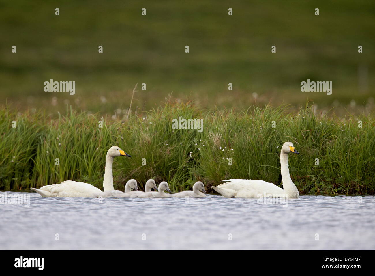 Whooper Swan (Cygnus cygnus) and four cygnets swimming, Iceland, Polar Regions Stock Photo
