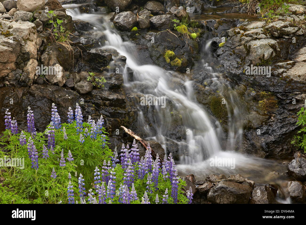 Cascade with lupines, Iceland, Polar Regions Stock Photo
