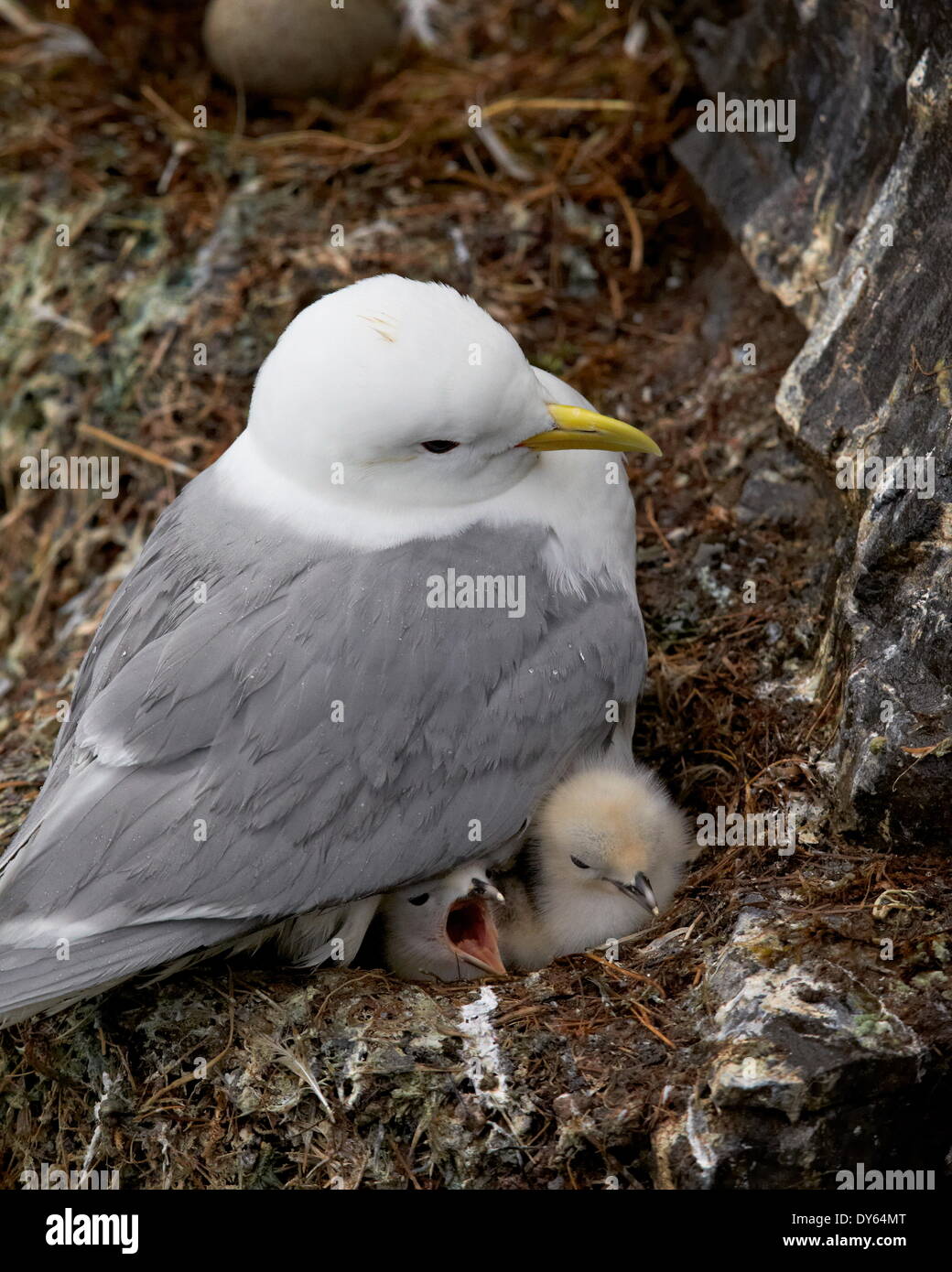 Black-Legged Kittiwake (Rissa tridactyla) adult and two chicks on the nest, Iceland, Polar Regions Stock Photo