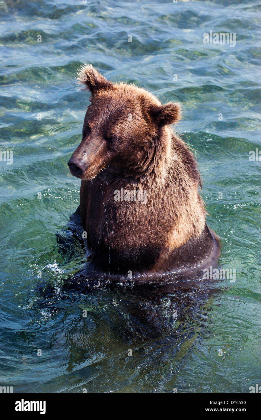 Kamchatka brown bear (Ursus arctos beringianus), Kurile Lake, Kamchatka, Russia, Eurasia Stock Photo