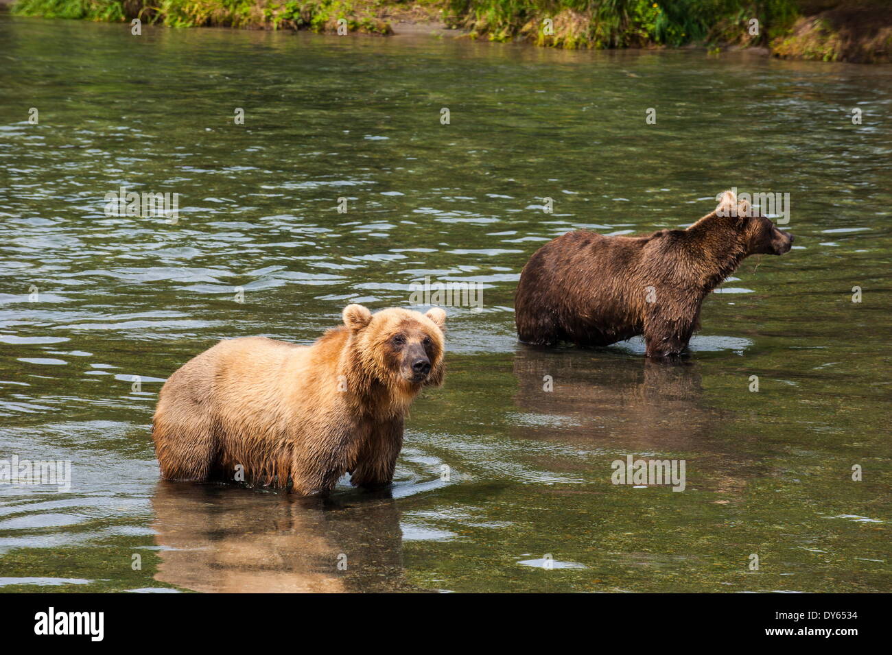 Kamchatka brown bears (Ursus arctos beringianus), Kurile Lake, Kamchatka, Russia, Eurasia Stock Photo
