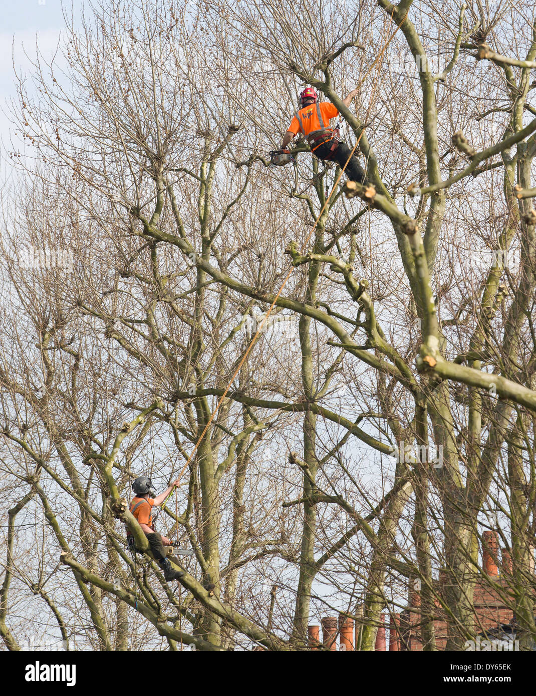 UK, London : Tree Surgeons at work on a residential street in Islington, North London on 17 March, 2014. Stock Photo