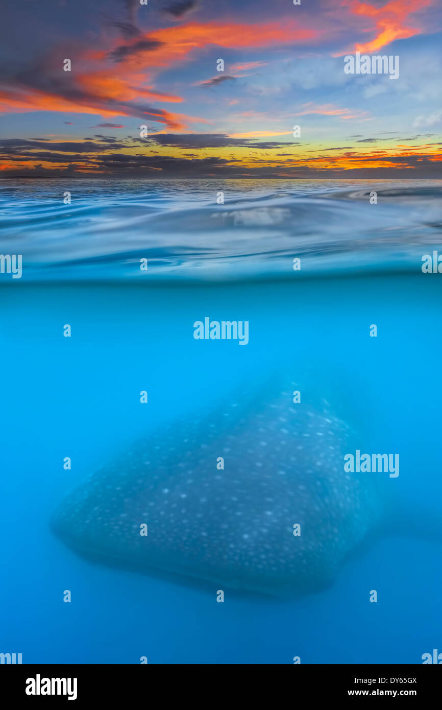 Whale shark below Stock Photo