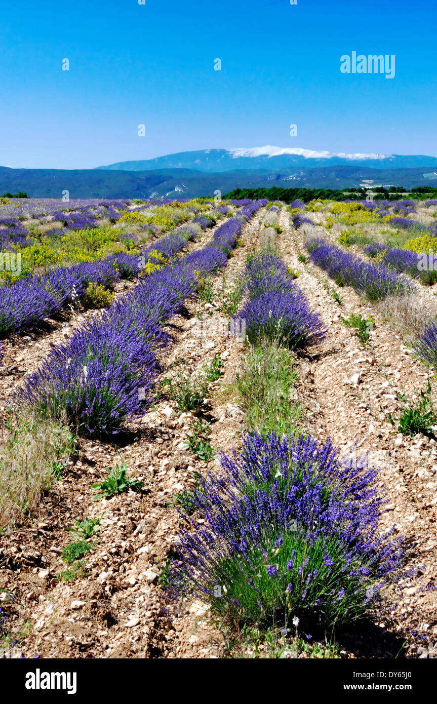 lavendar fiedl in provence Stock Photo