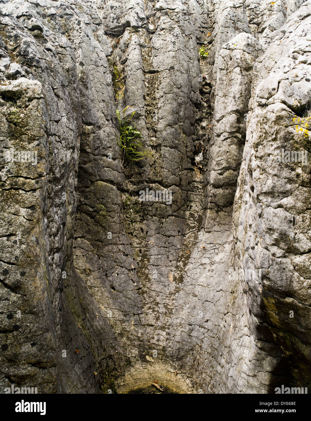 Labyrinth Rocks Park Nz Tasman District Council High Resolution Stock Photography and Images ...