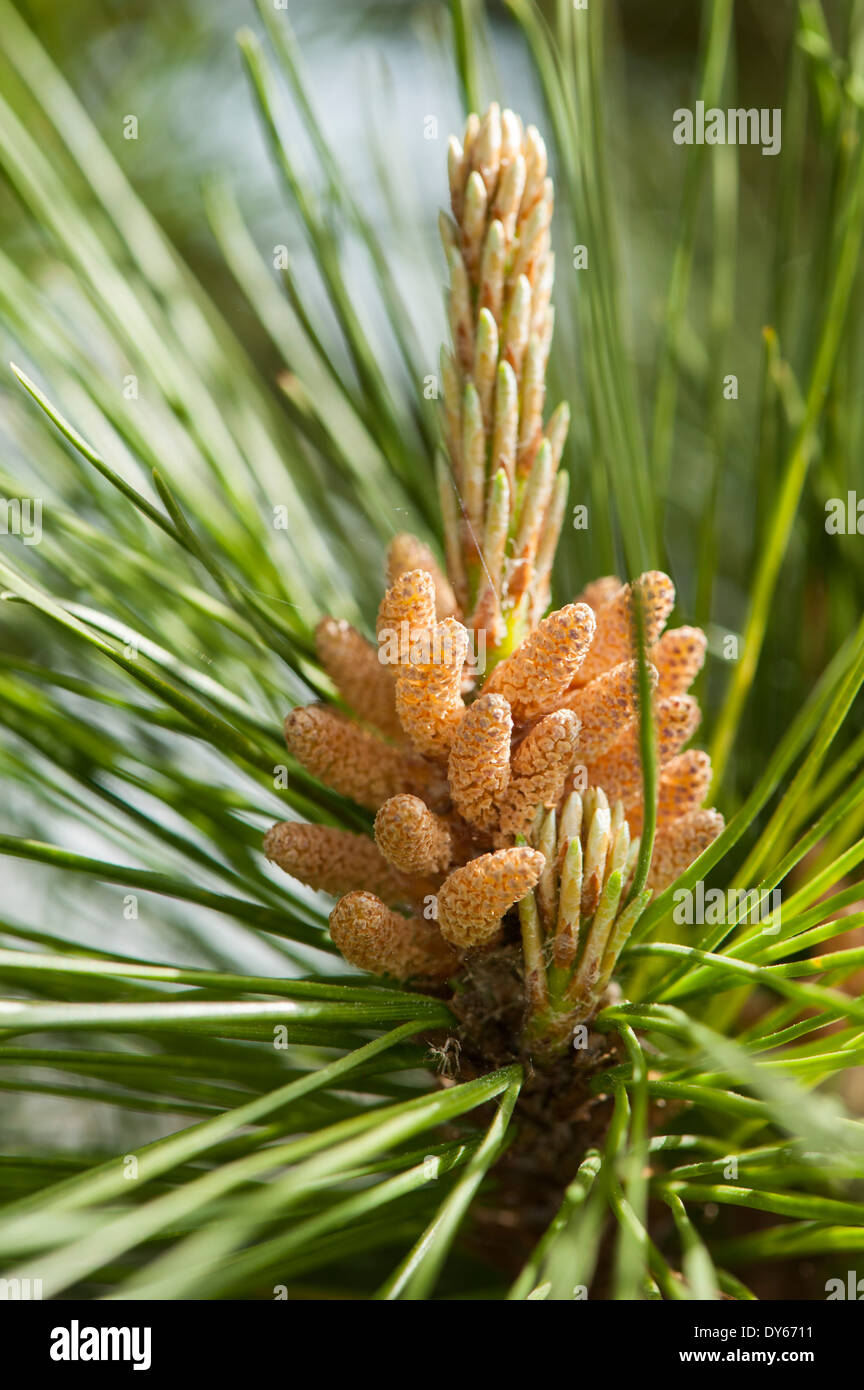 pine tree pollen head Stock Photo - Alamy