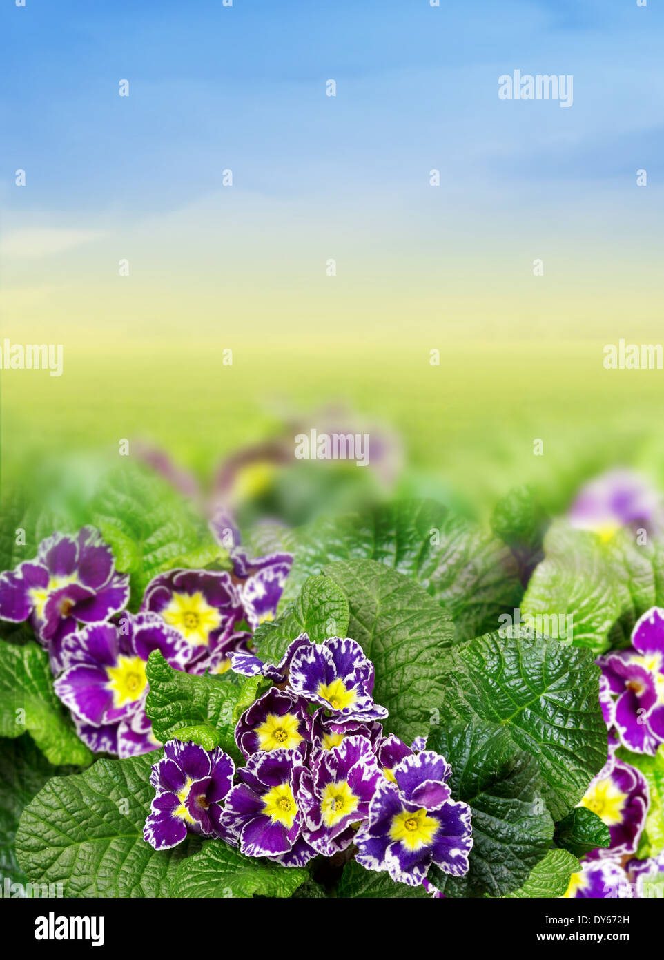 Floral Border with purple primrose, primula on sky background Stock Photo