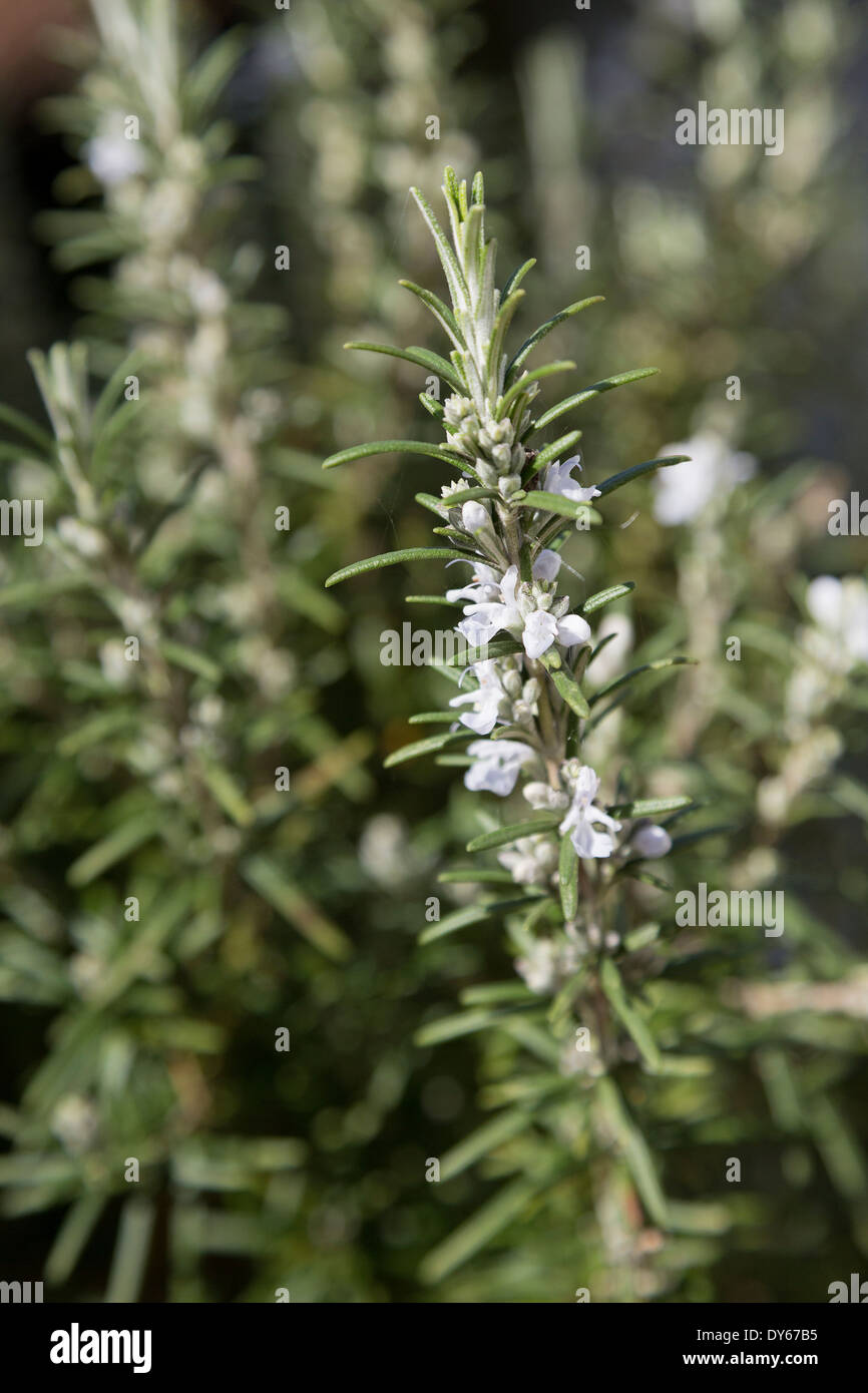 White flowering Rosemary Rosemarinus officinalis var. albiflorus Stock