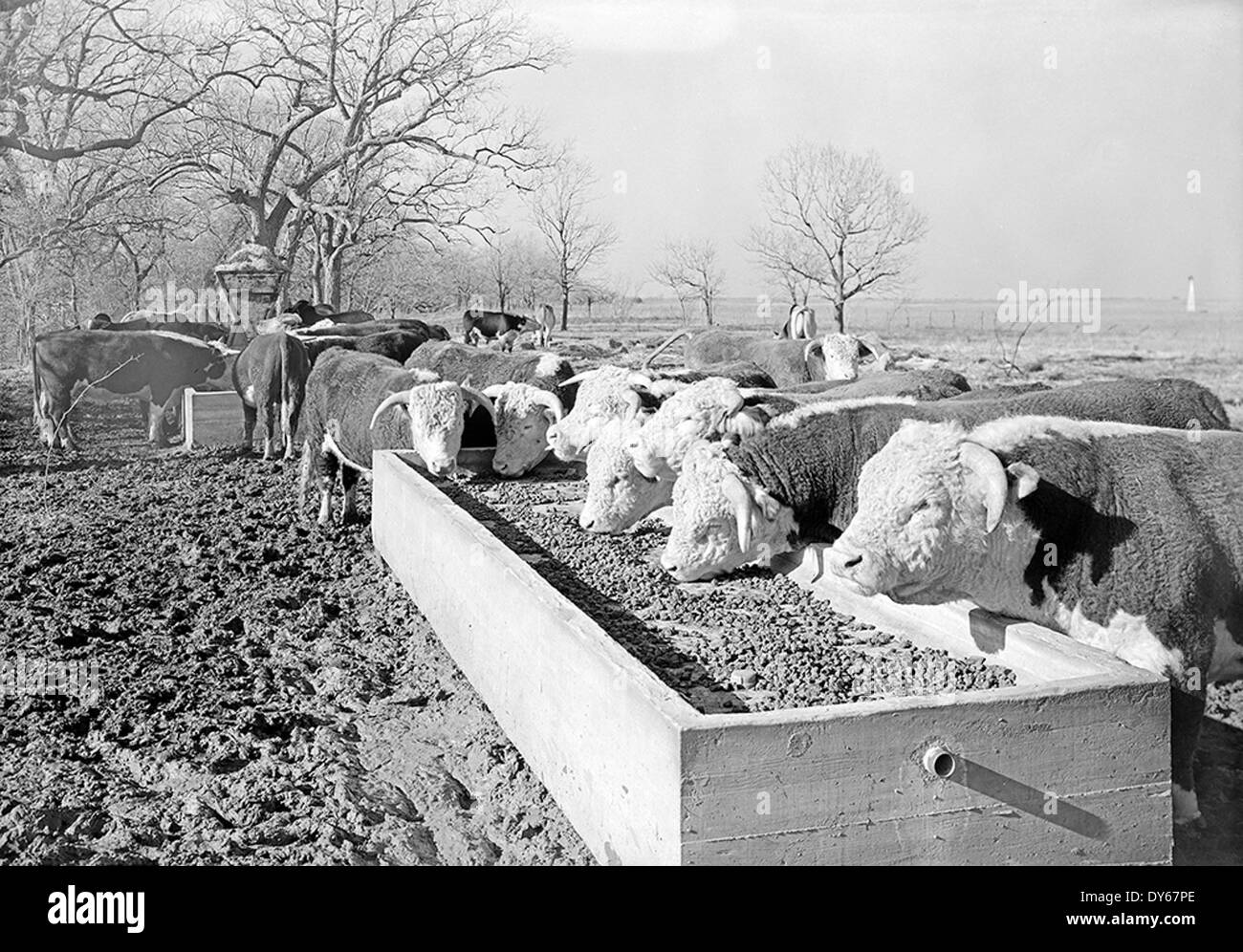 [Hereford Cattle at Feeding Trough, Abercrombie Ranch, James Smither