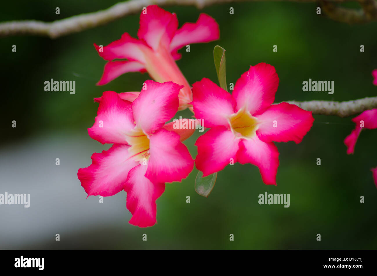 Beautiful Adenium Flowers High Resolution Stock Photography and Images ...