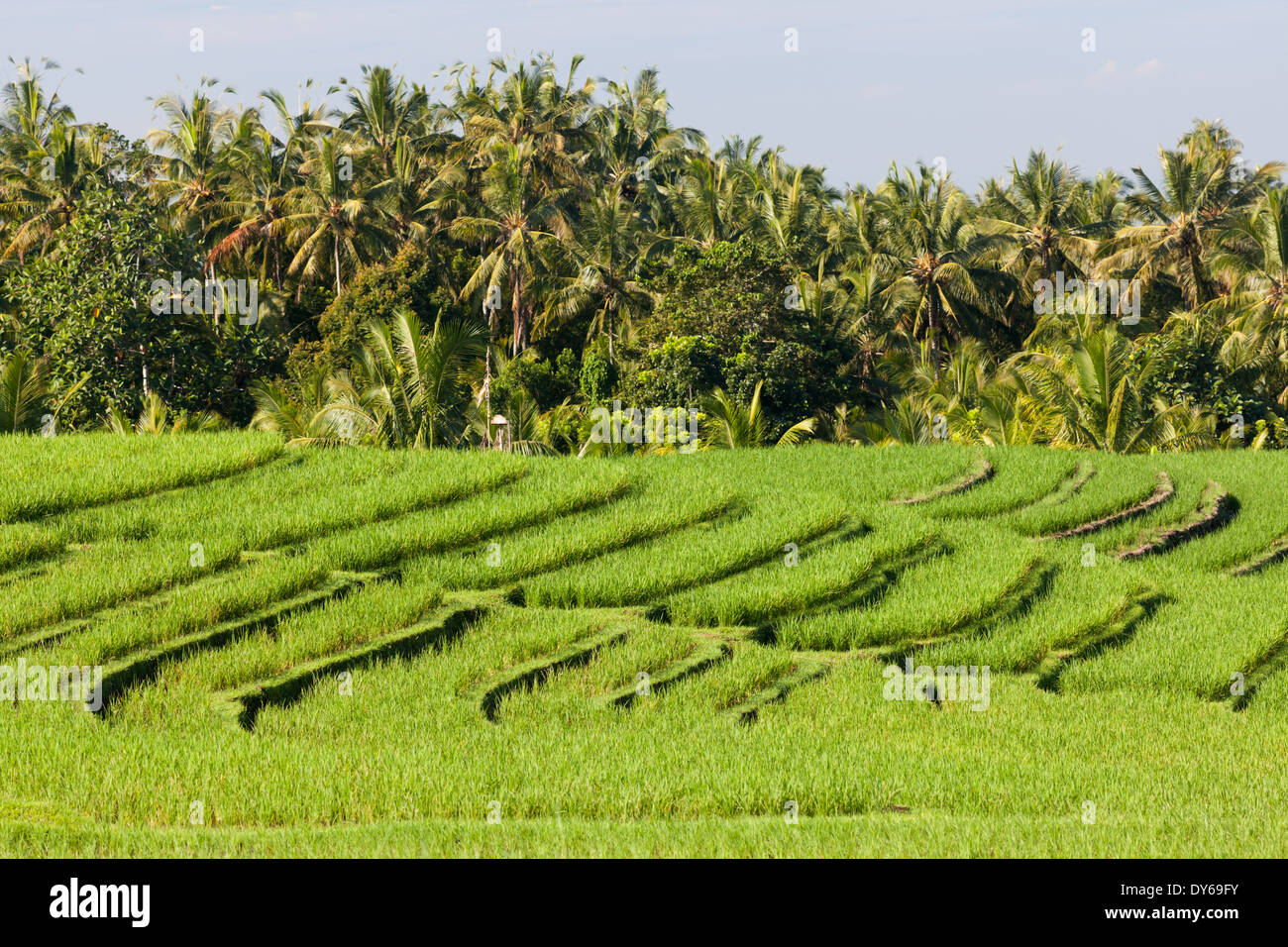 Rice field and palm trees near the road from Antosari to Pupuan (section between Antosari and Belimbing), Bali, Indonesia Stock Photo