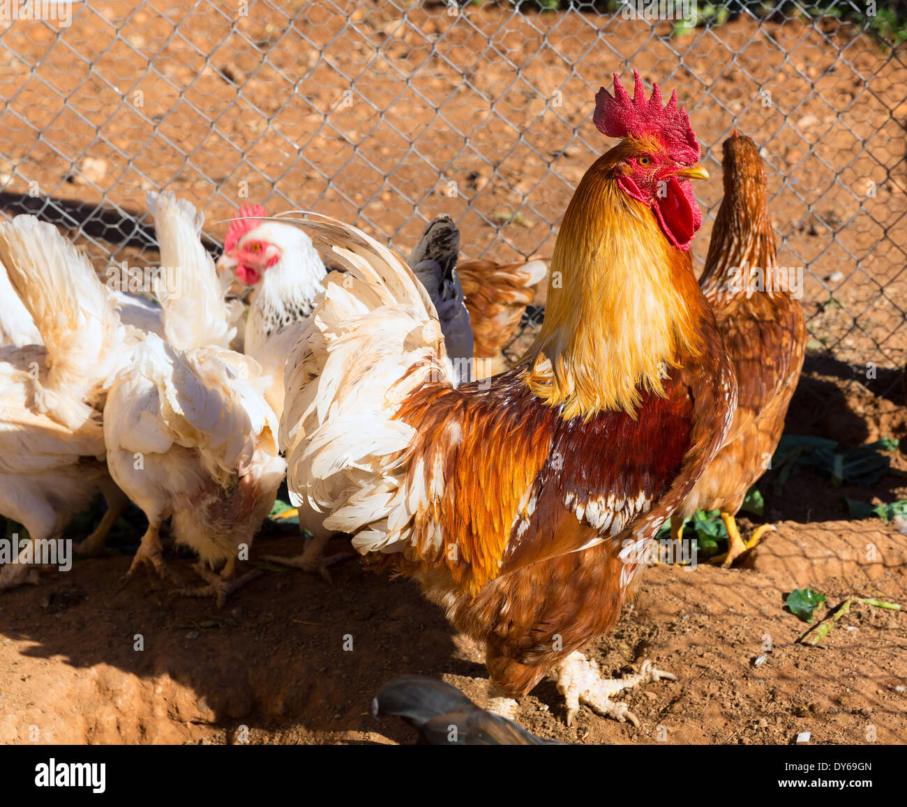 Rooster and hens in the hen house poultry Stock Photo - Alamy