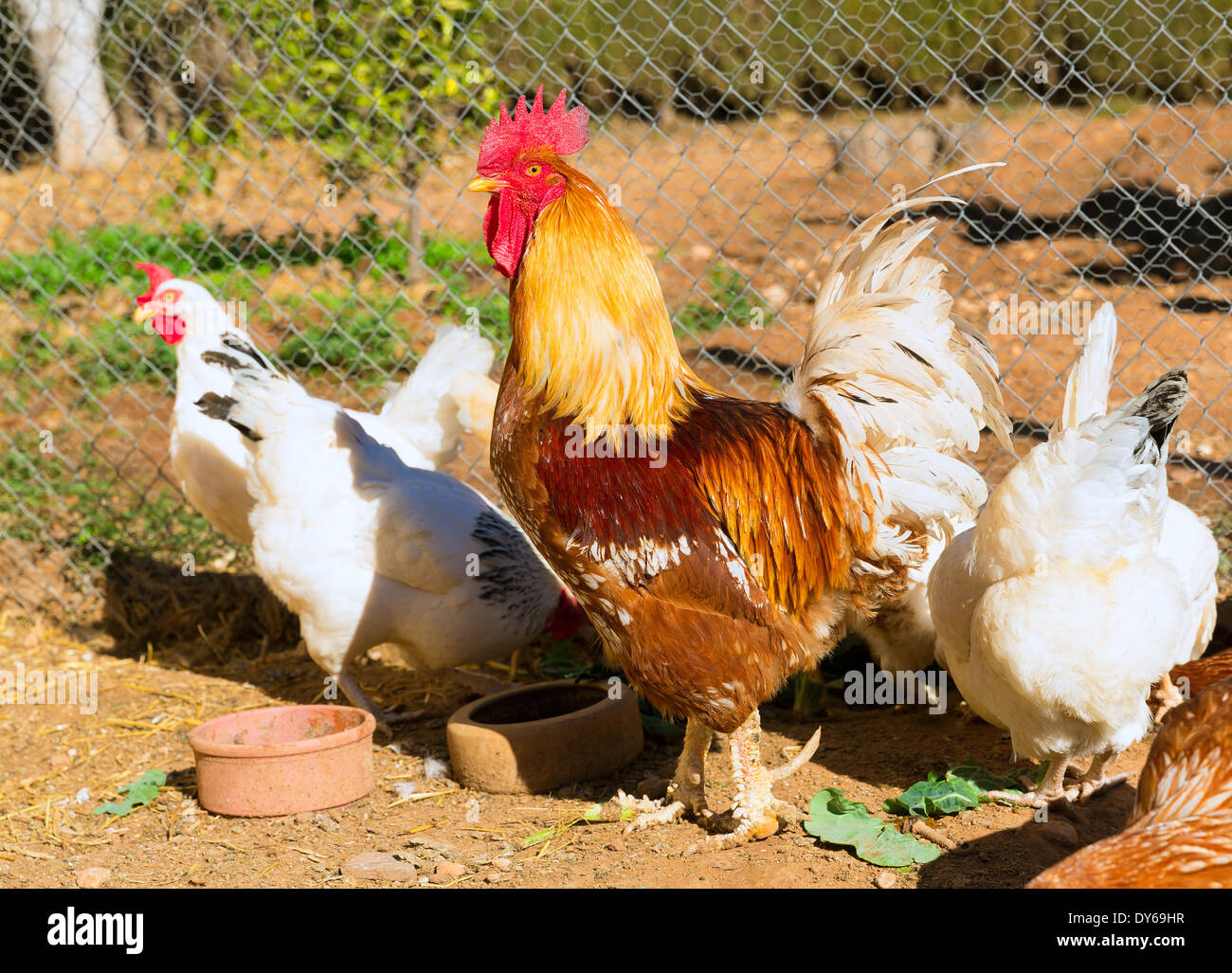 rooster-and-hens-in-the-hen-house-poultry-stock-photo-68366083-alamy