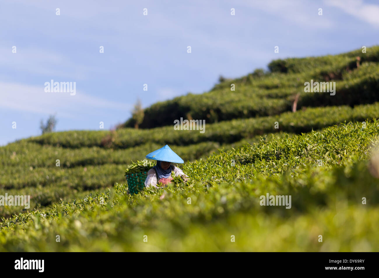 Woman harvesting tea (Camellia sinensis) on tea plantation near Ciwidey, West Java, Indonesia Stock Photo