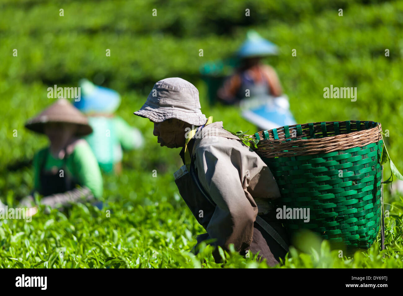 Group of people harvesting tea (Camellia sinensis) on tea plantation near Ciwidey, West Java, Indonesia Stock Photo