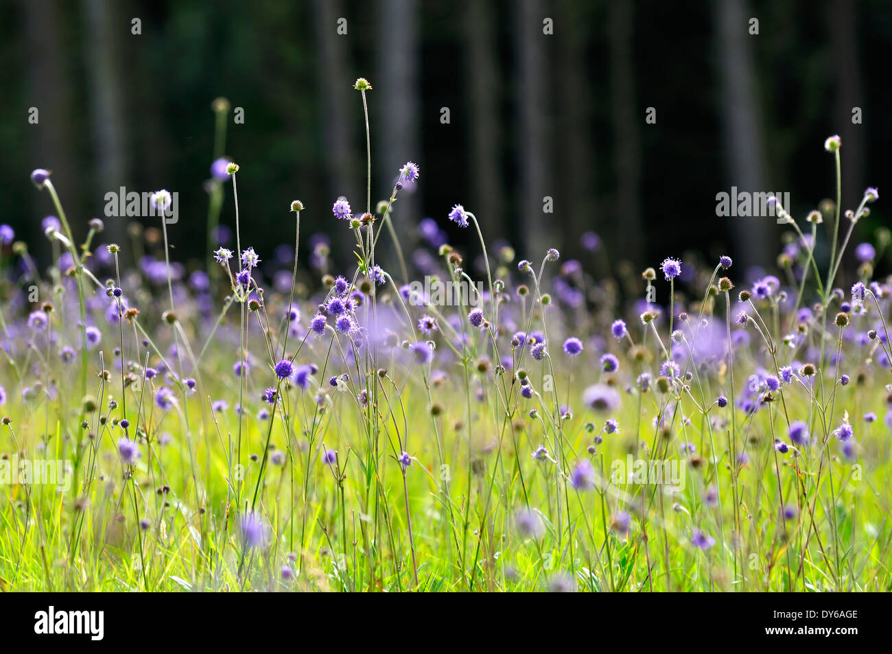 wild flower field in yorkshire Stock Photo Alamy
