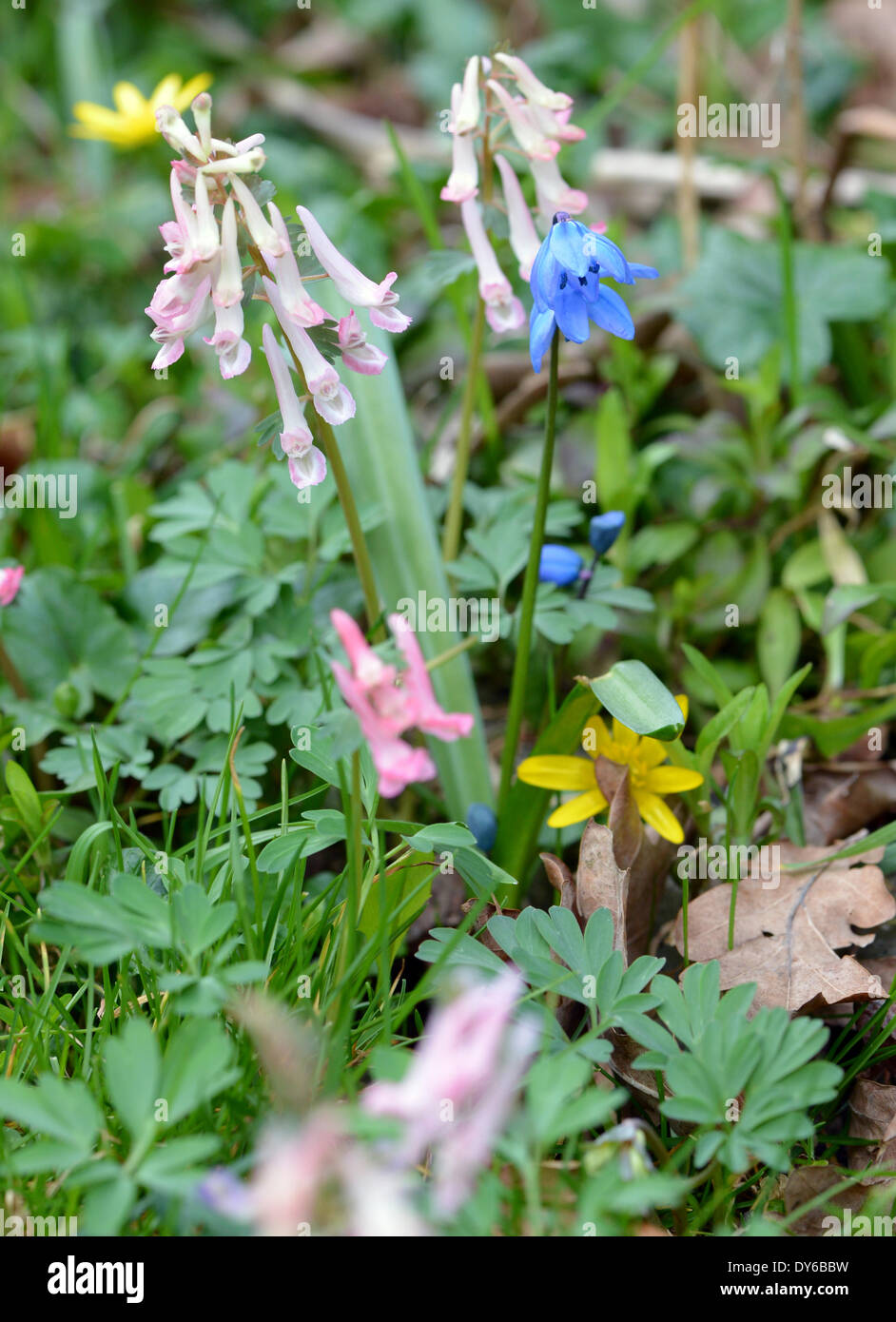 the great scilla bbw The great scilla bbw
