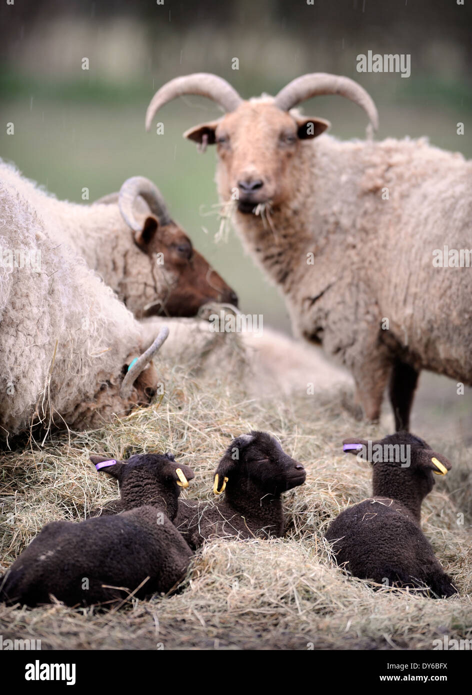 A Manx Loaghtan flock of sheep with their spring lambs, Wiltshire UK ...