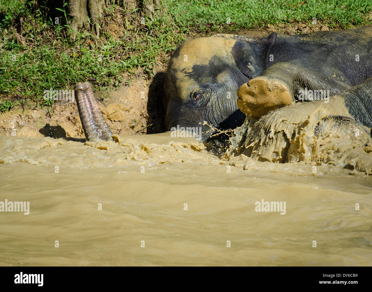 Trunks and feet out as baby elephants splash around in the Masi Mara Stock Photo