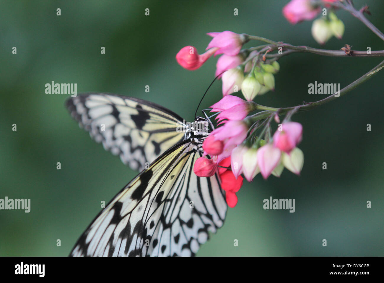 Yellow and black patterned butterfly on flower Stock Photo