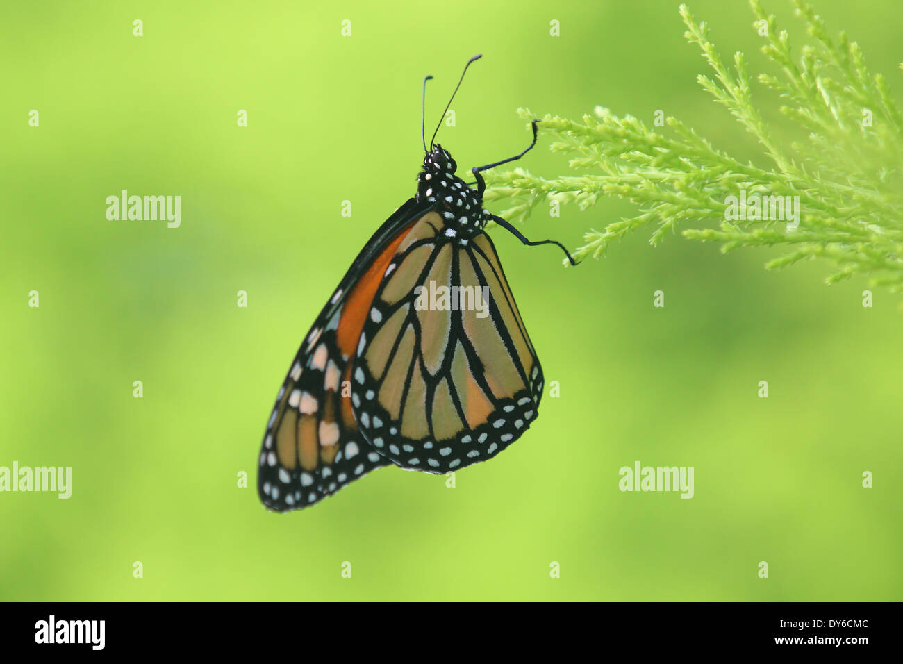 Green background monarch butterfly Stock Photo - Alamy