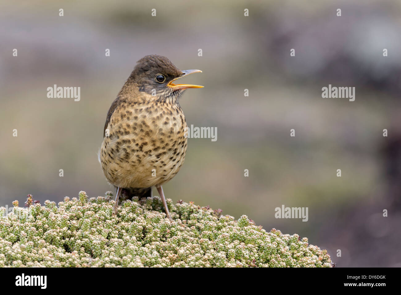 Falkland Thrush fledgling calling to parent Stock Photo