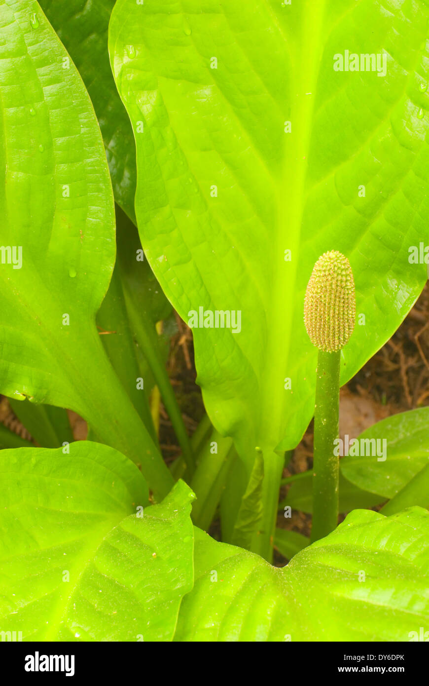 Western skunk cabbage (Lysichiton americanus), Darlingtonia State
