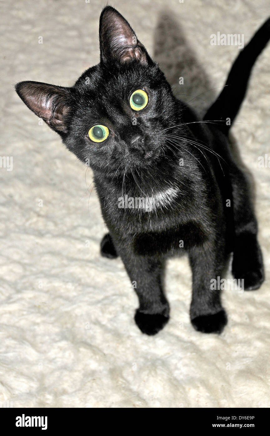 A black cat sitting and looking up at the camera Stock Photo - Alamy