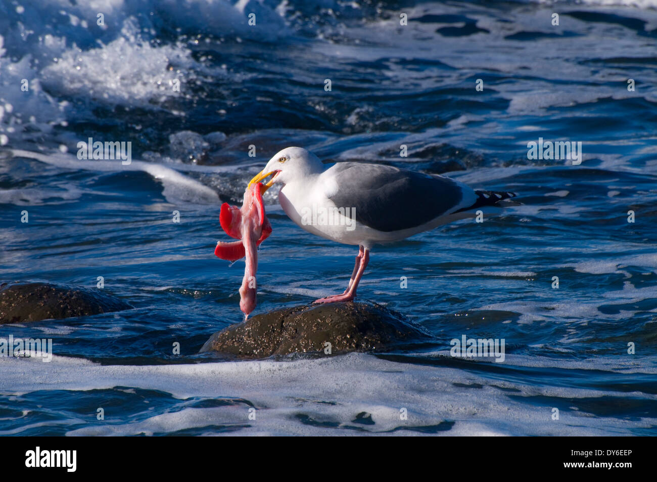 Fish gills hires stock photography and images Alamy