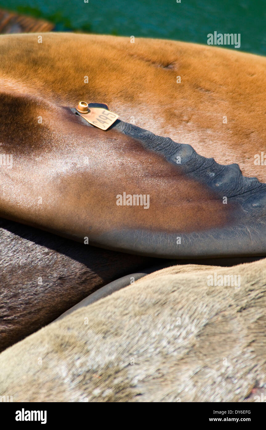 California Sea Lion (Zalophus californianus) flipper with tag, Newport, Oregon Stock Photo