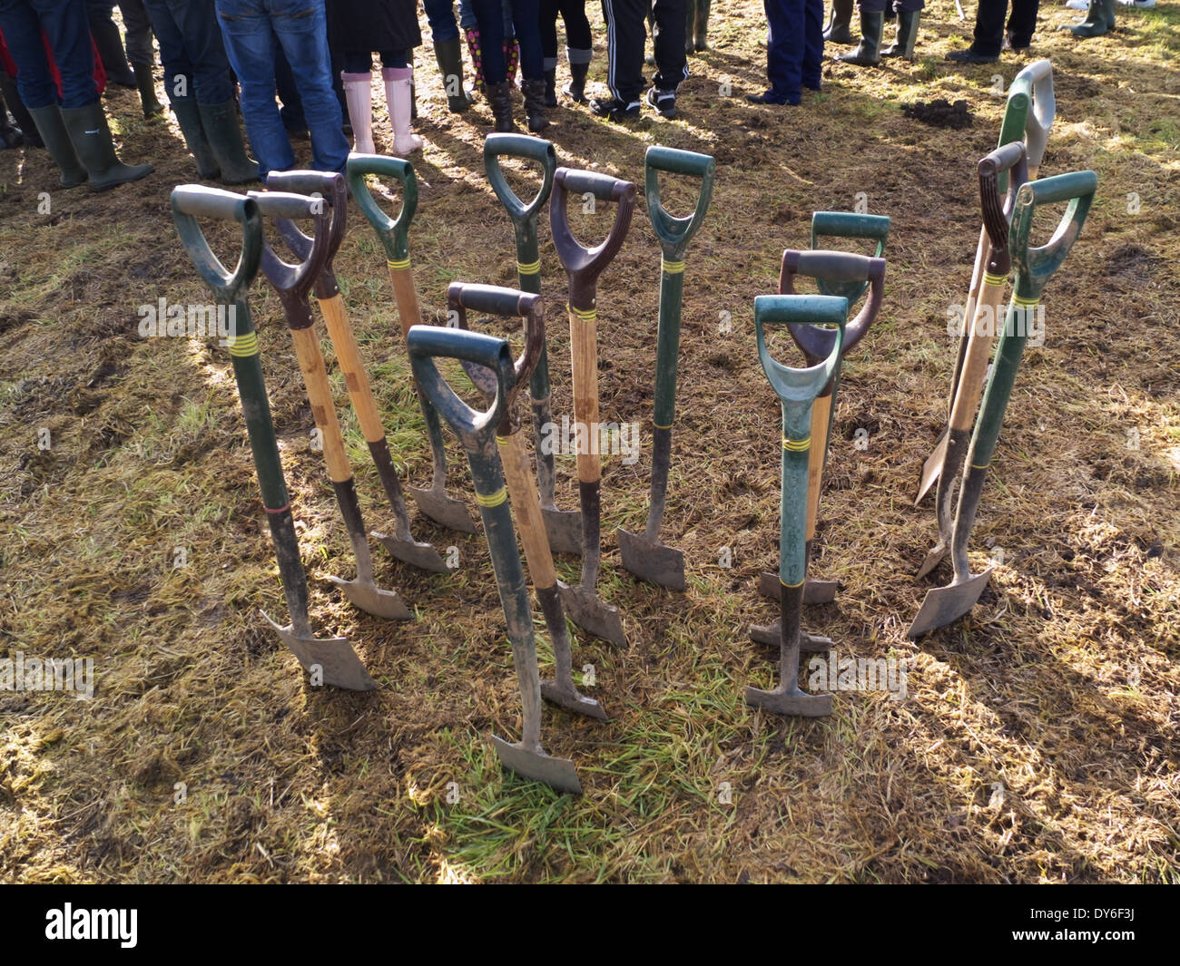 Group of Spades in the ground ready for tree planting Stock Photo Alamy